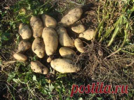 strong&gt;Посадка картофеля ростками вниз.
