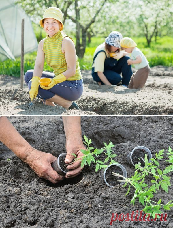 Сезонные работы в саду и огороде: третья неделя мая / календарь садовода-огородника / 7dach.ru