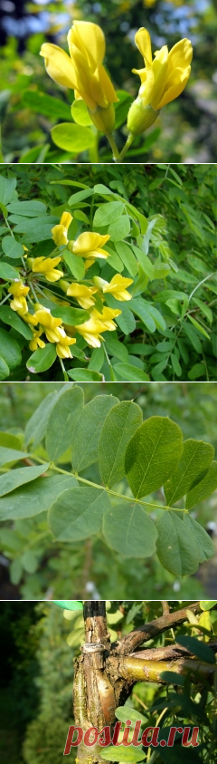 Крарагана желтая Пендула, Caragana arborescens Pendula купить, цена Киев, уход, фото, описание, посадка.