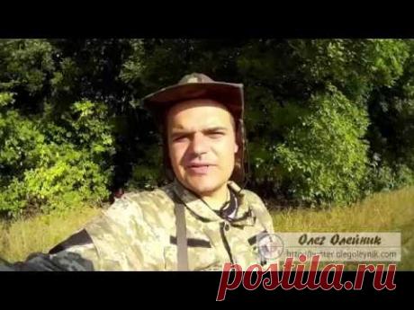 Охота на вяхиря  Открытие охоты третий день