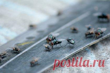 Полчища мух налетели на отдыхающих на пляже и посеяли панику. Толпы отдыхающих на пляже в Великобритании были вынуждены в панике бежать из-за нападения множества мух. Предположительно, насекомые, атаковавшие людей, являются песчаными мухами, укусы которых могут вызывать сильный зуд. Пользователи социальных сетей сообщили о похожих инцидентах на других пляжах региона.