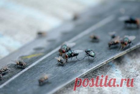 Полчища мух налетели на отдыхающих на пляже и посеяли панику. Толпы отдыхающих на пляже в Великобритании были вынуждены в панике бежать из-за нападения множества мух. Предположительно, насекомые, атаковавшие людей, являются песчаными мухами, укусы которых могут вызывать сильный зуд. Пользователи социальных сетей сообщили о похожих инцидентах на других пляжах региона.