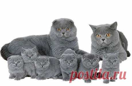 Животные / Pinme