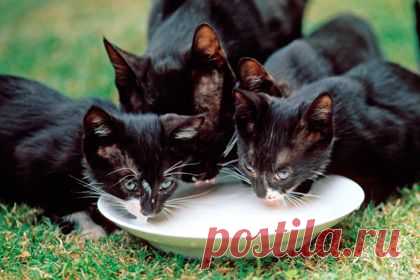 Lenta.ru: Наука и техника: Наука: Ученые объяснили аккуратность кошек при питье