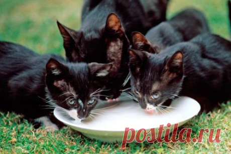 Lenta.ru: Наука и техника: Наука: Ученые объяснили аккуратность кошек при питье