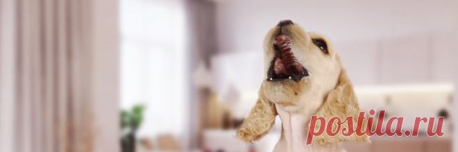 ★★★ Лает собака у соседей: что делать, если беспокоит шум от животных | Роскачество Что делать если у соседей воет собака или громко мяукает кот, куда можно обратиться в такой ситуации? Эксперты Роскачества помогут разобраться куда обращаться , если мешает собака соседей.