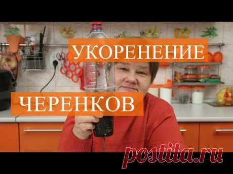 Как правильно укоренить черенки зимой. Проверенный способ.