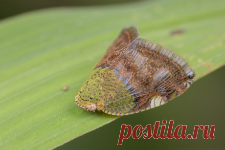 _Z2A5614 Ricanula stigmatica ricaniid planthopper. Ricaniidae