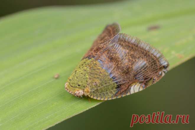 _Z2A5614 Ricanula stigmatica ricaniid planthopper. Ricaniidae