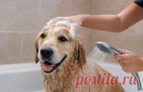 🐶🛁 Купание питомца — это не просто чистота, а важная часть заботы о здоровье кожи! Неправильный шампунь, плохое смывание или влажная шерсть могут привести к зуду, раздражению и даже инфекциям. Узнайте, как безопасно купать собаку или кошку, сохранить защитный барьер кожи и избежать ошибок, которые могут стоить визита к ветеринару 🐾💙

#Собаки#Кошки#УходЗаПитомцем#ЗдоровьеЖивотных#КупаниеСобак#Ветеринар#ДомашниеЖивотные
Изображение от ChatGPT