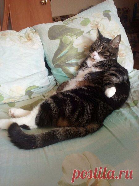 Наши коты - #15 | Кошка Чернуха и кот Беляшик | Яндекс Дзен