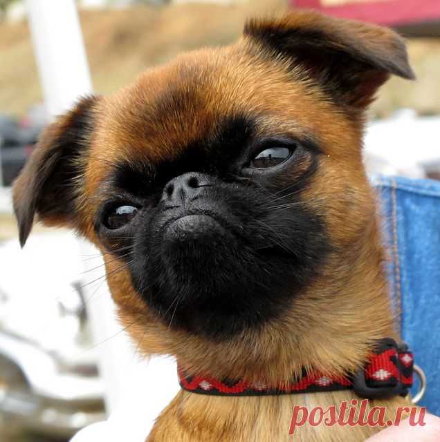 Flickriver: Most interesting photos tagged with brusselsgriffon