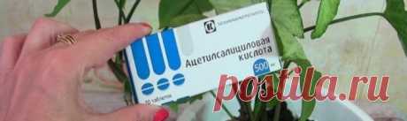 Аспирин для комнатных растений