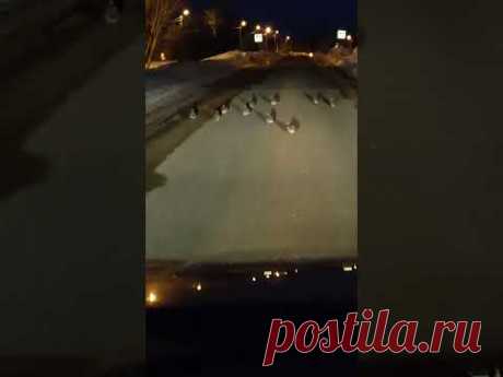 По дороге домой #куропатка #пернатые #базарово #кашира #ступино