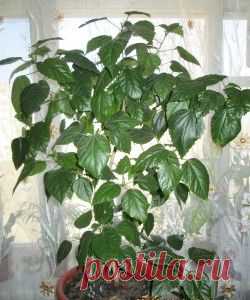 Горячий душ для комнатных растений | Комнатные цветы