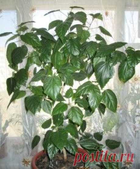 Горячий душ для комнатных растений | Комнатные цветы