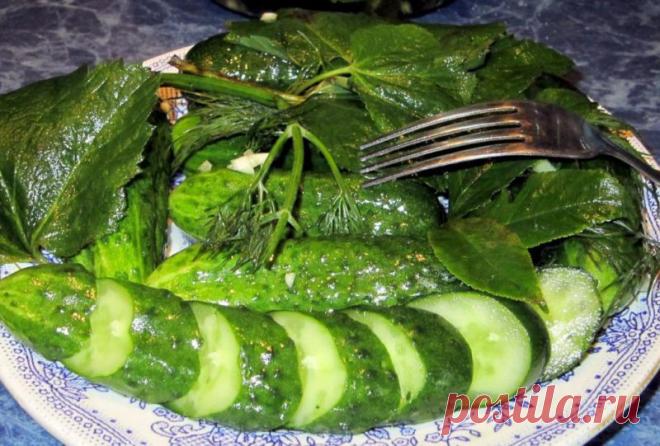 Малосольные огурцы в банке: быстрые способы приготовления огурцов