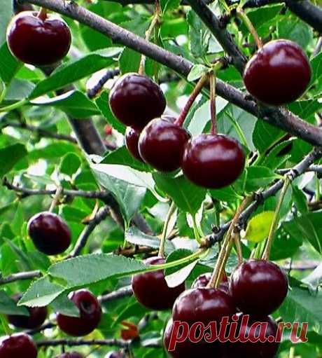 Рекомендации по посадке саженцев плодовых