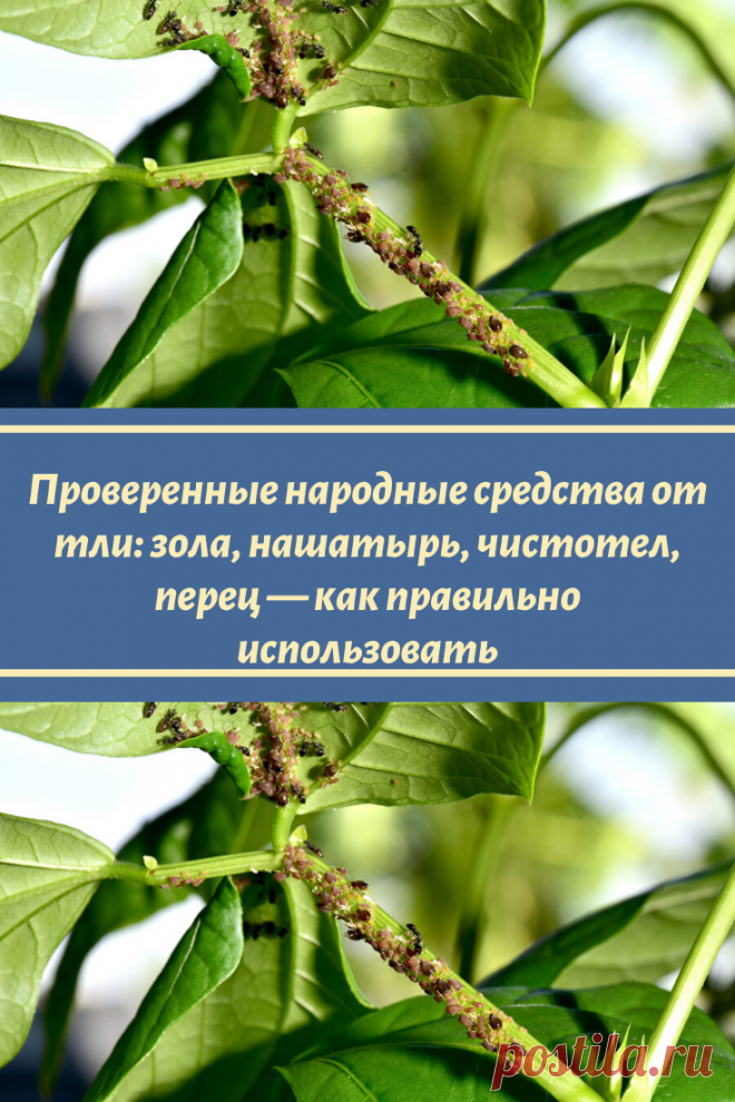 Проверенные народные средства от тли: зола, нашатырь, чистотел, перец — как правильно использовать