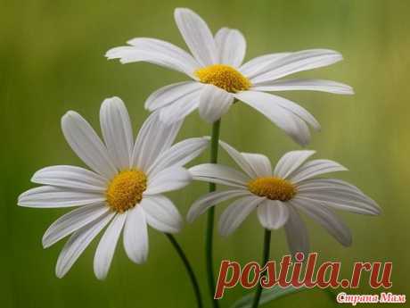 Сестренки-ромашки - набор мини салфеток крючком + схема (авт. работа) - Вязание - Страна Мам