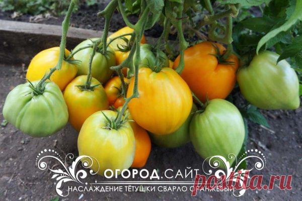 Томат Наслаждение тётушки Сварло (оранжевый), семена | ОГОРОД.сайт