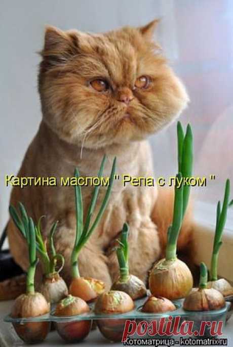 ღ Хραнนлนще сmαтγсов ღ