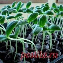 Выращивание рассады огурцов