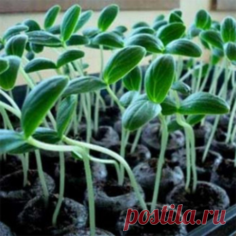 Выращивание рассады огурцов