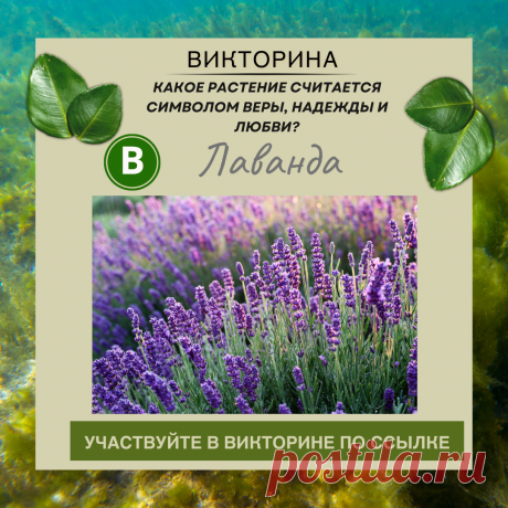 Какое растение считается символом веры, надежды и любви? - Узнайте правильный ответ в нашей викторине по ссылке