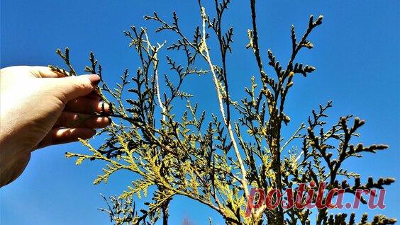 Кипарисовик горохоплодный Беби Блю.Как сформировать деревце в стиле бонсай. - смотреть онлайн в поиске Яндекса по Видео