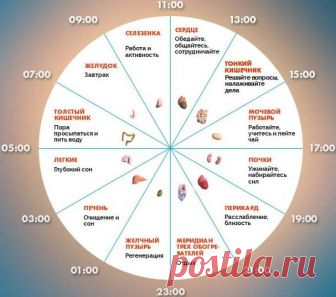 Если не спится в одно и то же время, организм просит помощи! 
У бессонницы своё расписание. Если вы заметили, что все чаще стали просыпаться по ночам или под утро, и в одно и то же время, это серьезный сигнал от организма, который просит помощи. Дело в том, что…