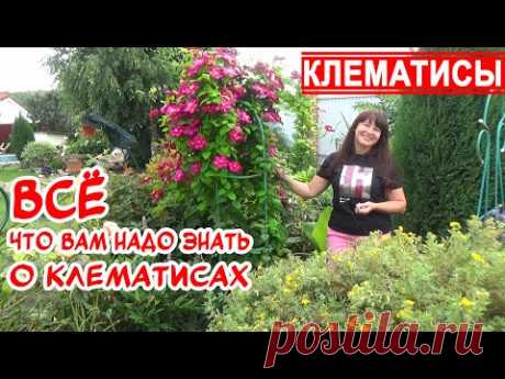 КЛЕМАТИСЫ: все правила выращивания. ЛУЧШИЕ СОРТА КЛЕМАТИСОВ! Группы обрезки. Посадка. Уход. Зимовка.