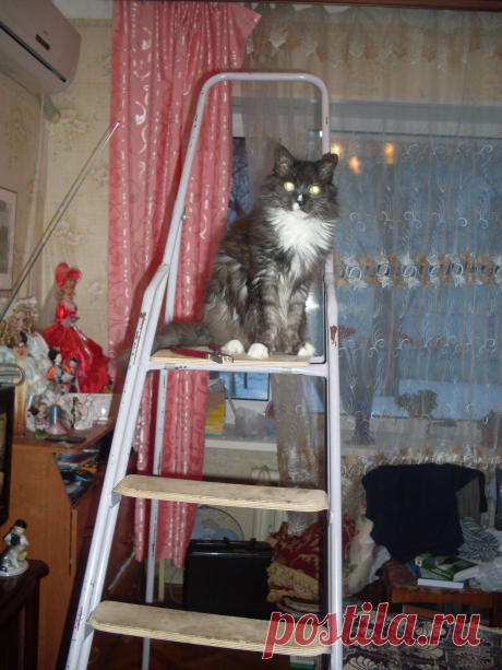 Кот Филя - наш домашний электрик.