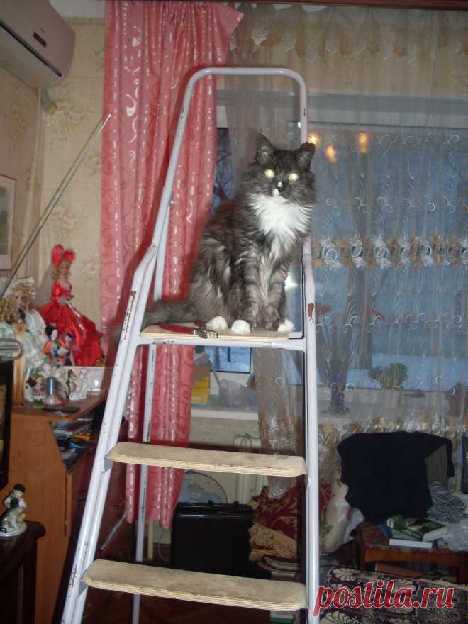 Кот Филя - наш домашний электрик.