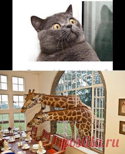 Интересное фото и видео – Фото: Животные – Community – Google+