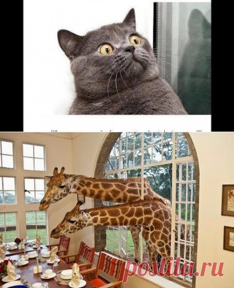 Интересное фото и видео – Фото: Животные – Community – Google+