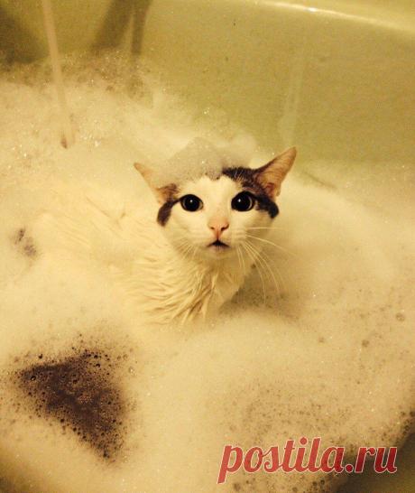 Маленький комочек счастья | Дай лапку