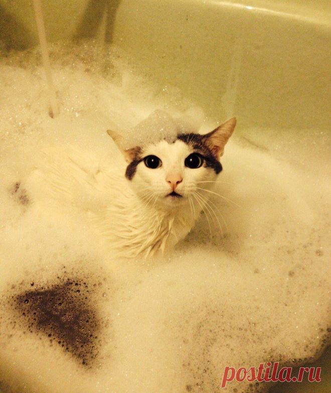 Маленький комочек счастья | Дай лапку