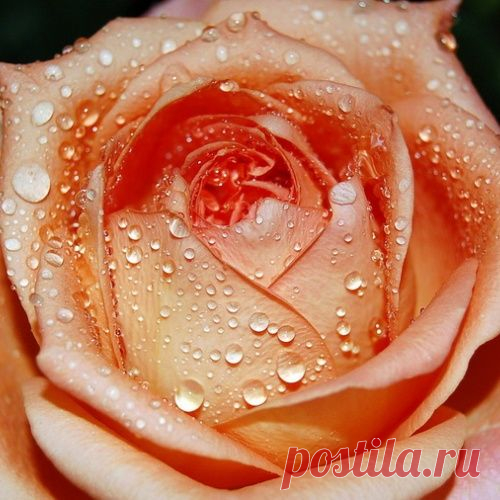 Как распускаются цветы: завораживающее видео