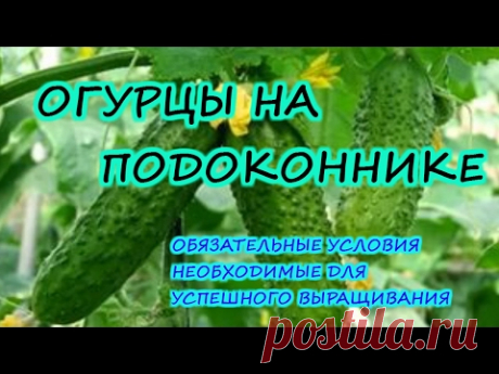 ОГУРЦЫ НА ПОДОКОННИКЕ. ШАГ 4. НЕОБХОДИМЫЕ УСЛОВИЯ ДЛЯ РОСТА. - YouTube