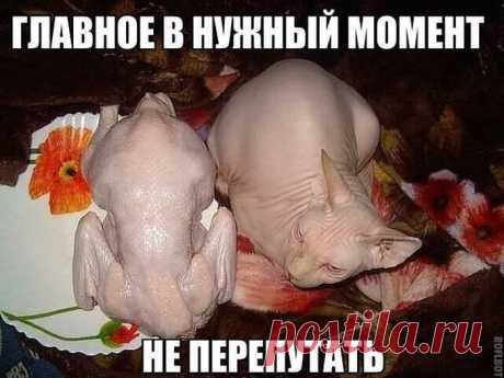 А вы сегодня улыбались? Подборка прикольных картинок для хорошего настроения)) - 15 Сентября 2014 - Наша планета.Новости экологии