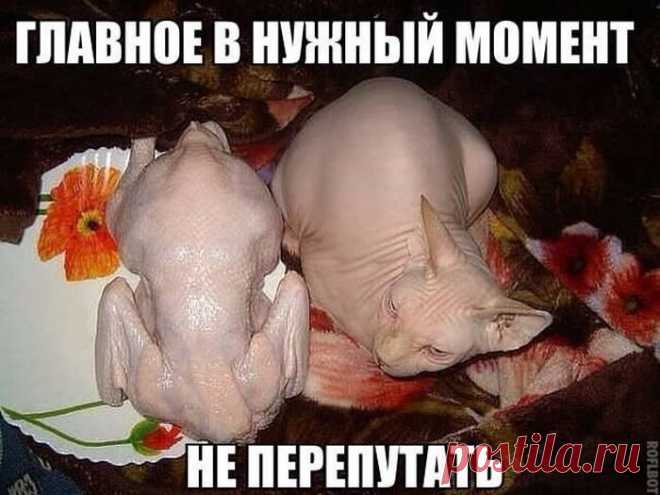 А вы сегодня улыбались? Подборка прикольных картинок для хорошего настроения)) - 15 Сентября 2014 - Наша планета.Новости экологии