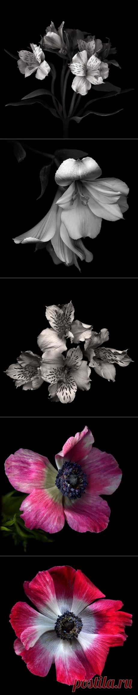 Красота на черном фоне..