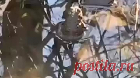 Как красиво поёт.. А вибрации по воде...