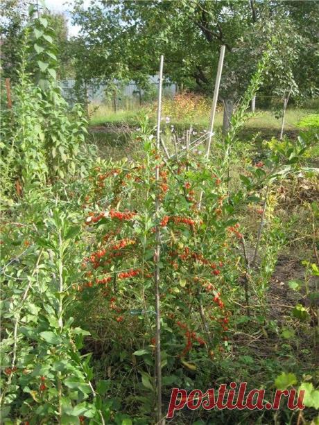 Как вырастить ягоды годжи у себя на участке | Herbcare.ru