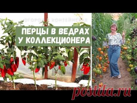 ВЕЛИКОЛЕПНЫЕ ПЕРЦЫ В ВЕДРАХ у коллекционера