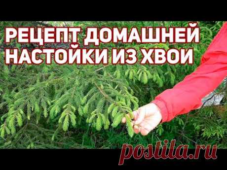 ЧИСТКА СОСУДОВ ОТ ХОЛЕСТЕРИНА ХВОЙНАЯ НАСТОЙКА ДОЛГОЛЕТИЯ @Обо всем с Марусей ​