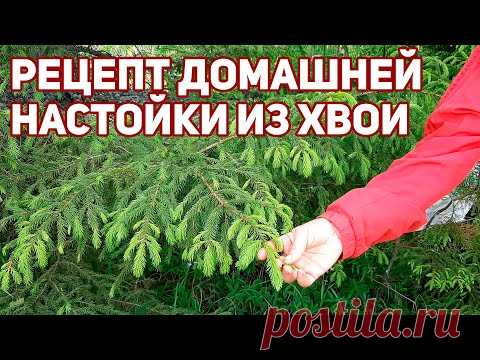 ЧИСТКА СОСУДОВ ОТ ХОЛЕСТЕРИНА ПОЛЕЗНАЯ НАСТОЙКА ИЗ ПОБЕГОВ ХВОЙНИКОВ