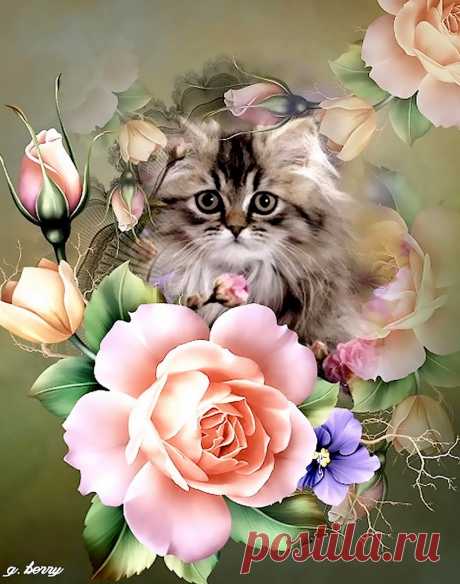 Кошки разные нужны, кошки всякие важны...
