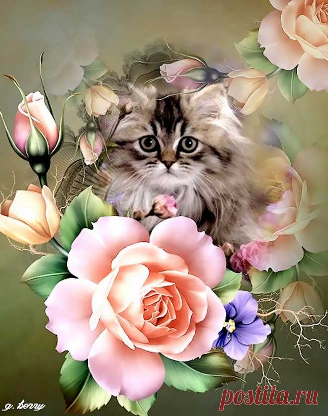 Кошки разные нужны, кошки всякие важны...